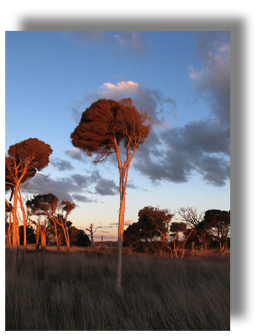 Lone Tree at Sunset